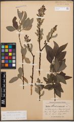 Foto von Salix caprea L. x Salix purpurea L.